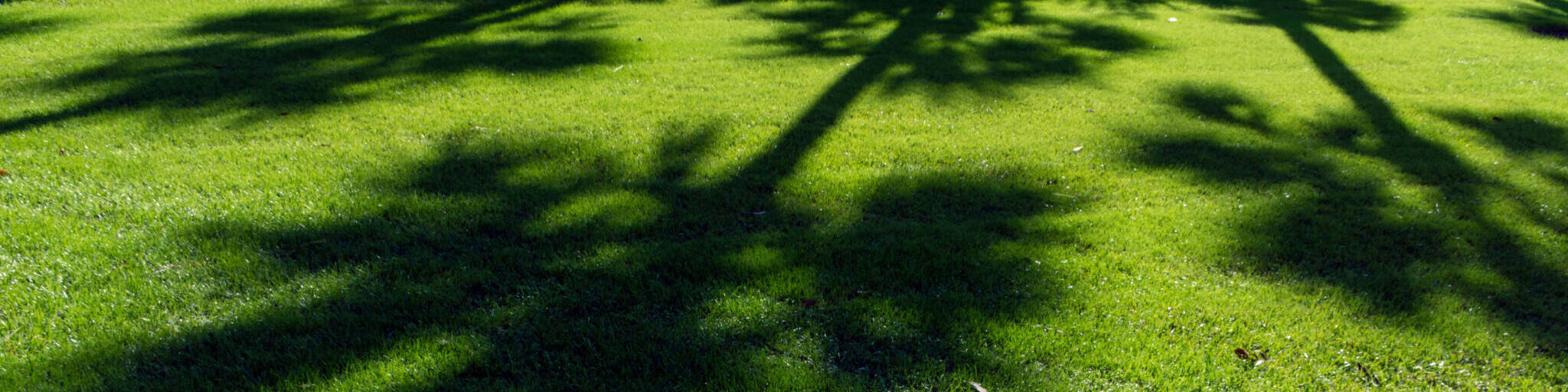 A Thick Carpet Of Zoysia Grass And An Oyster Shell Tabby Pathway Suggest The Abstract Concept Of A Journey, Or Of A Beautifully Maintained Garden.